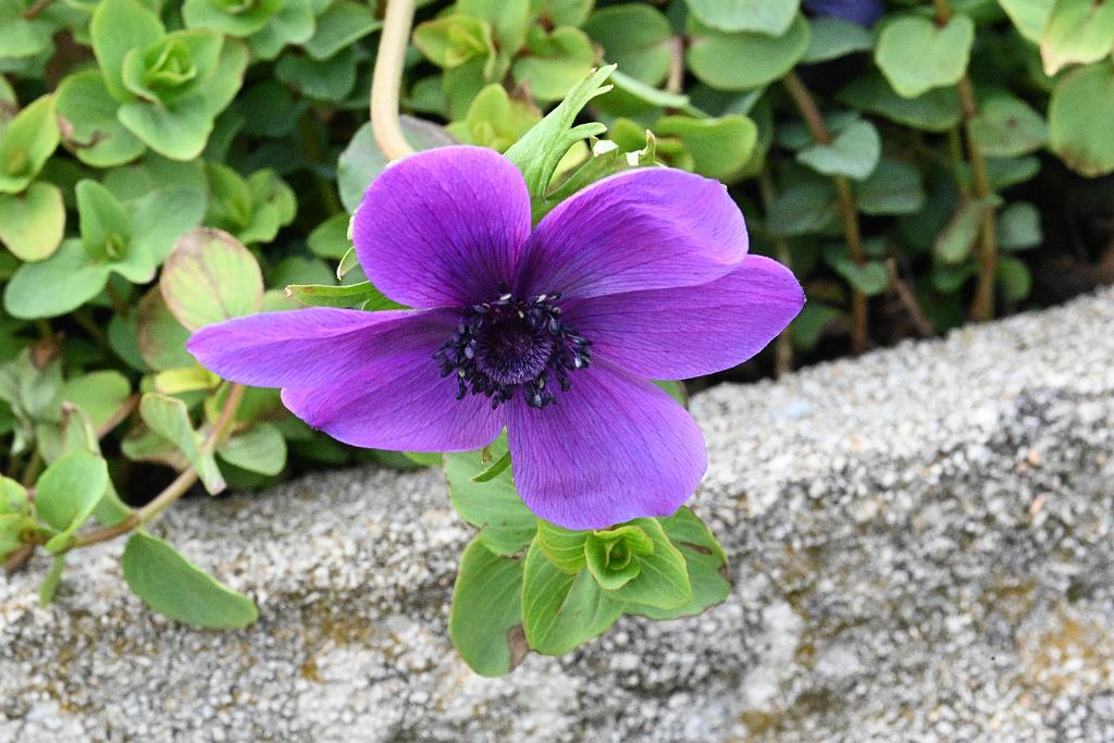 2025-04216443 Tower Hill Botanic Garden, MA.JPG - Anemone. New England Botanic Garden at Tower Hill, MA, 4-21-2025